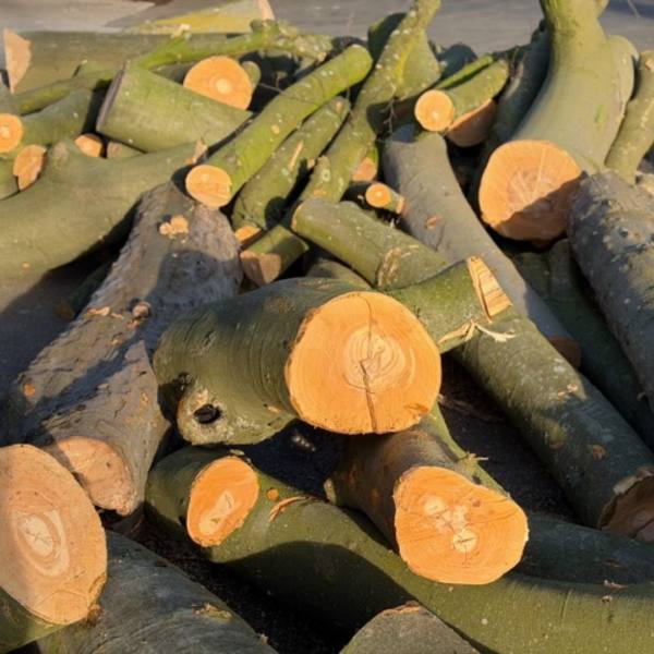 Bois rond (rondins frais)