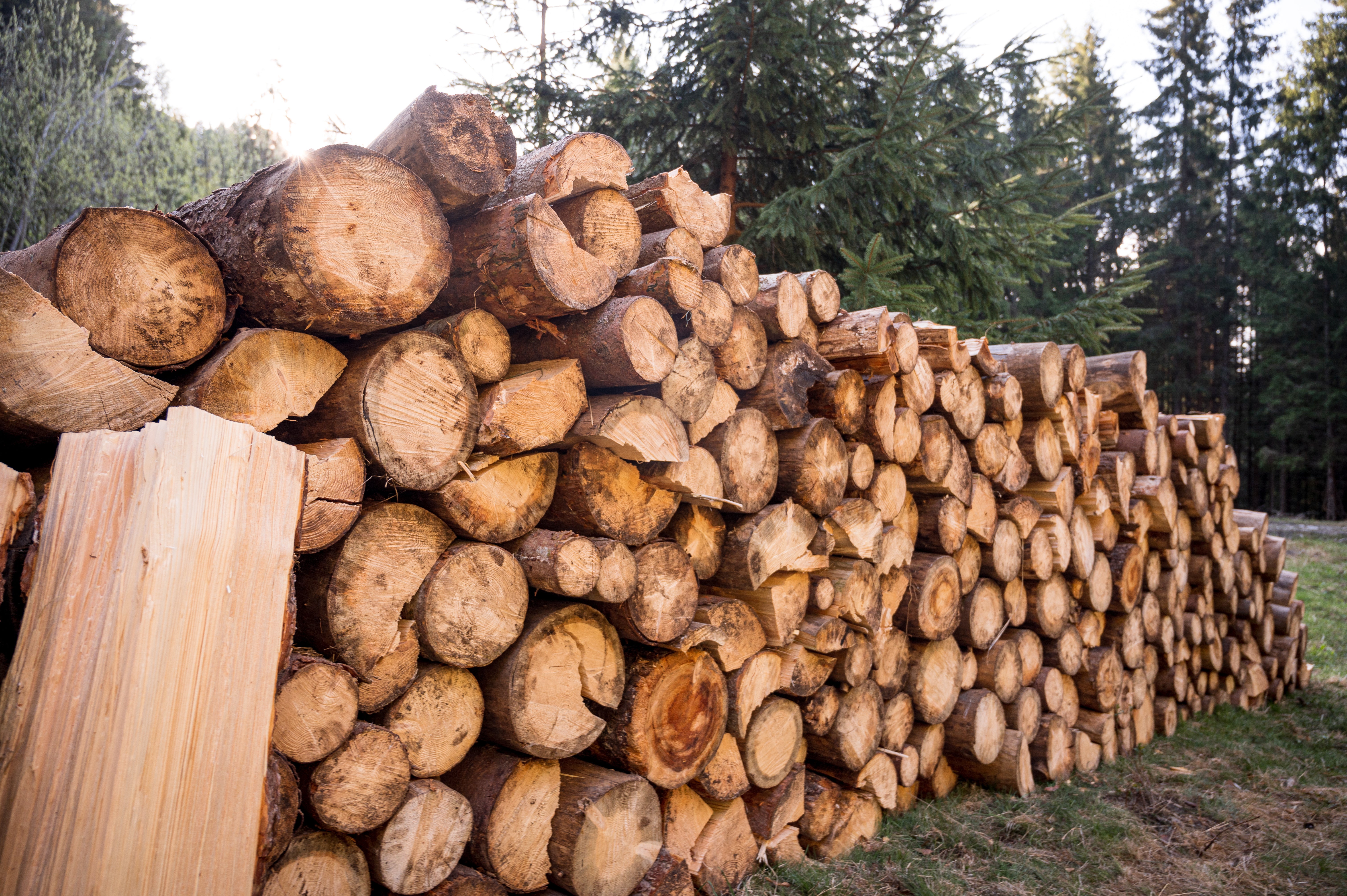Stock de rondins de bois issus de la foret du Grand Est
