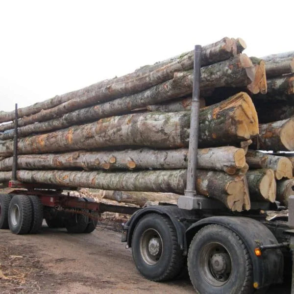 Hêtre en grume - camion de 50 stères